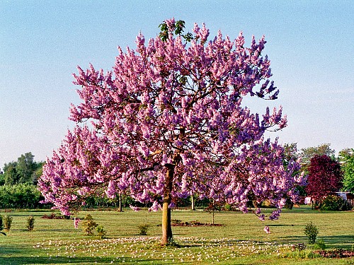baum2010a