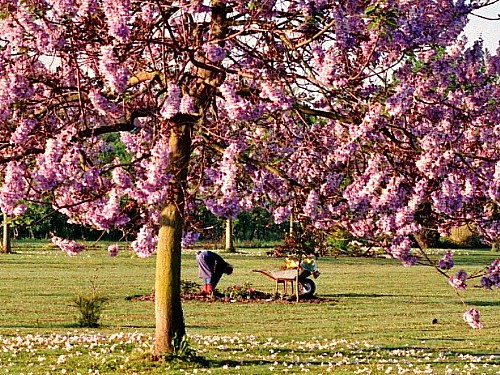baum2010b
