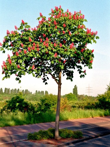 baum2010c