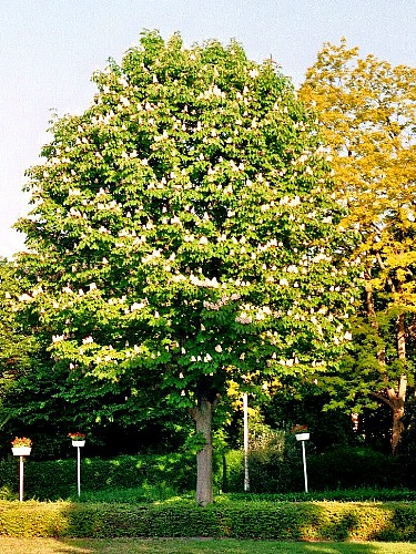 baum2010d