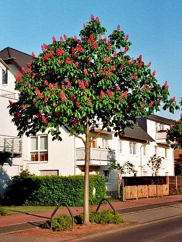baum2010f